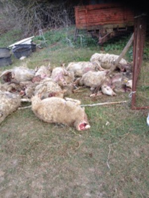 Un gregge sterminato a Tuscania