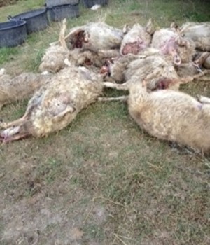 Un gregge sterminato a Tuscania