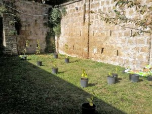 Civita Castellana - Gli alberi piantati alla XXV aprile
