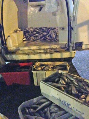Il pesce sequestrato dai carabinieri a Ronciglione