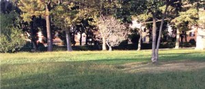 Viterbo - L'incuria a Pratogiardino