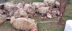 Un gregge sterminato a Tuscania
