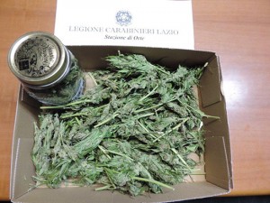 La marijuana sequestrata dai carabinieri di Orte