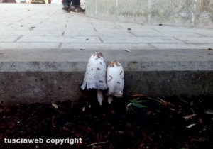 Viterbo - Funghi sull'asfalto al quartiere Santa Barbara