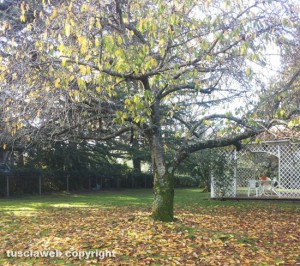 Un albero in autunno