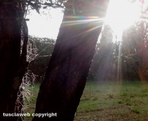 Viterbo - Luce tra alberi e ragnatele