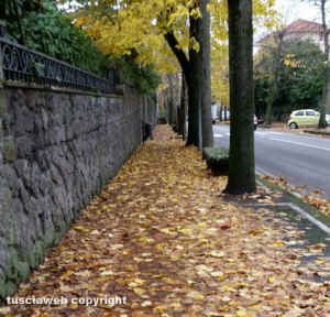 Viterbo - Le foglie in viale Fiume