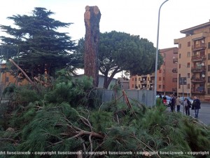 Il pino abbattuto al Carmine