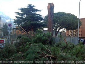 Il pino abbattuto al Carmine