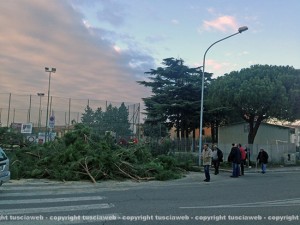 Il pino abbattuto al Carmine