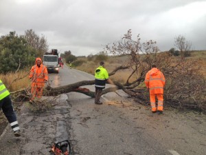 Tarquinia - Un albero sulla provinciale Monterozzi