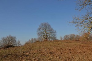 Parco del Treja - Quercia secolare
