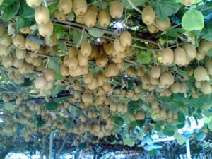 Kiwi