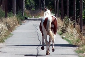 Un cavallo in fuga