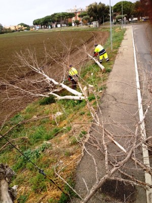 Tarquinia - Un albero caduto in via Scorticagatti