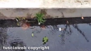 Viterbo - Perdita d'acqua a via Genova