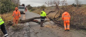 Tarquinia - Un albero sulla provinciale Monterozzi