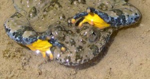 Allarme estinzione degli anfibi - Un splendida Bombina