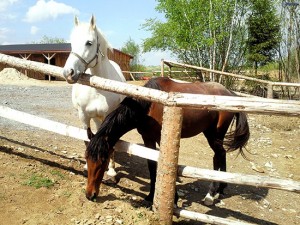 Cavalli in un recinto