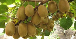 Kiwi