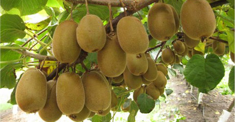 Kiwi