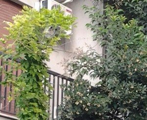 Videosorveglianza a Orte 