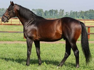 Un cavallo baio