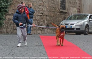 Natale a 4 zampe - Il terzo classificato