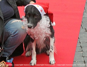 Natale a 4 zampe