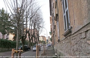 Gli alberi piantati a via Lorenzo da Viterbo