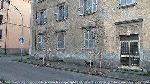 Gli alberi piantati a via Lorenzo da Viterbo