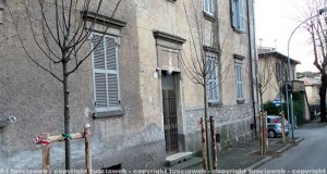 Gli alberi piantati a via Lorenzo da Viterbo