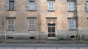 Gli alberi piantati a via Lorenzo da Viterbo