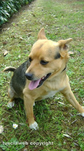 Cane smarrito - Plauto