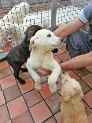 Viterbo - Alcuni cuccioli
