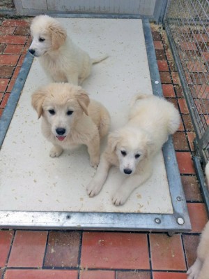 Alcuni cuccioli