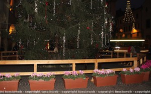 Le fioriere sotto l'albero a piazza del Comune