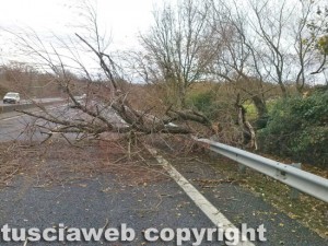Maltempo - Un albero sulla strada