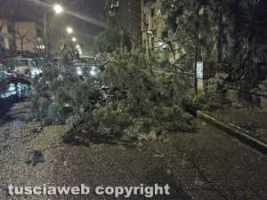 L'albero caduto in via Gorizia