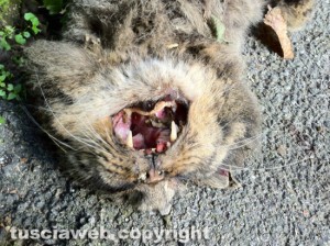 Massacrato un gatto