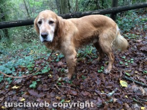 Sulle vie dell’esilio di Santa Rosa - Il cane mascotte