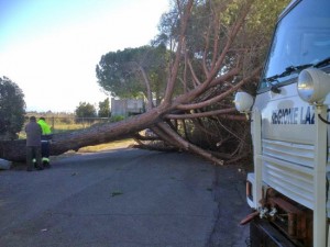Tarquinia - Pino abbattuto dal vento al Lido
