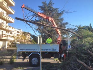 Pino abbattuto dal vento al quartiere Peep