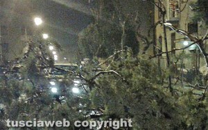 Viterbo - L'albero caduto in via Gorizia