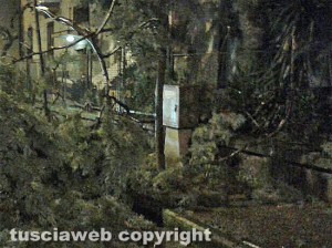 L'albero caduto in via Gorizia