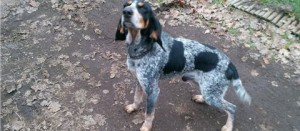 Il cane smarrito