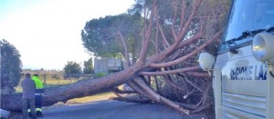 Tarquinia - Pino abbattuto dal vento al Lido