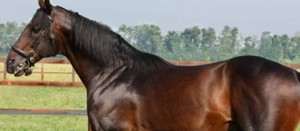 Un cavallo baio
