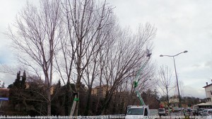 L'intervento ai pioppi in via Genova