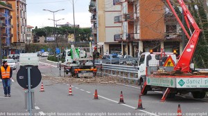 L'intervento ai pioppi in via Genova